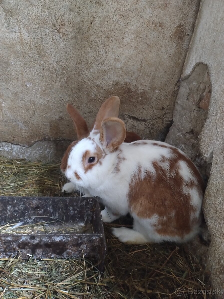 Zajac , králik - 2