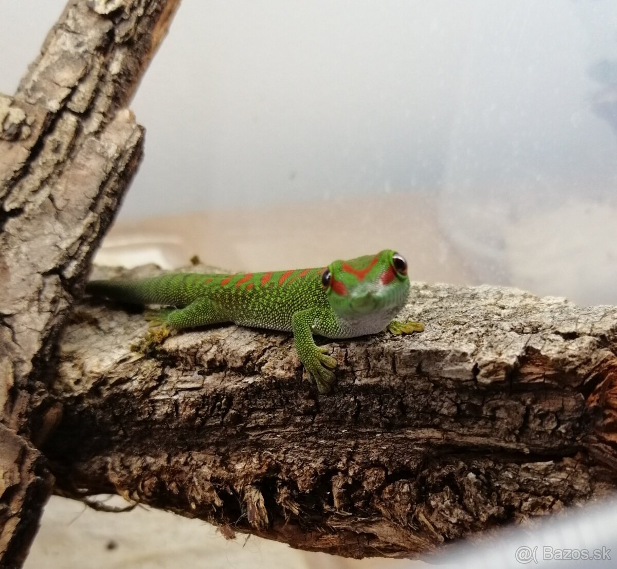 Felzuma madagaskarska/Phelsuma grandis - 2