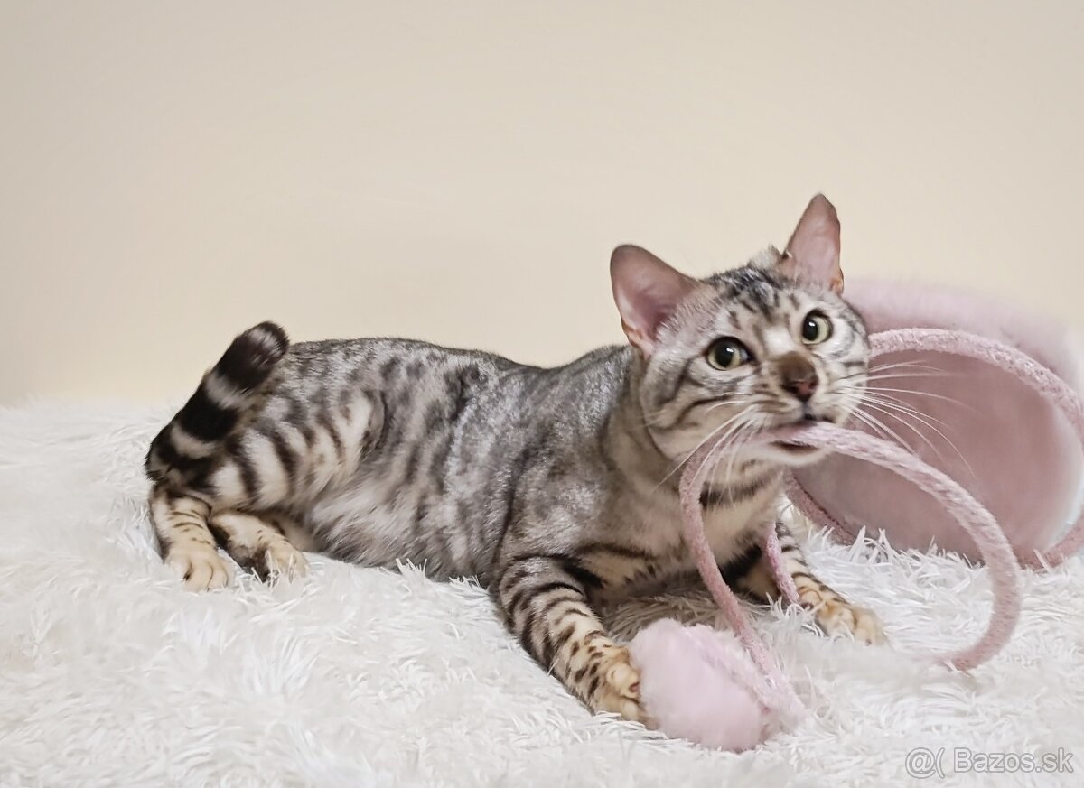 Na predaj strieborná bengálska mačka. - 2