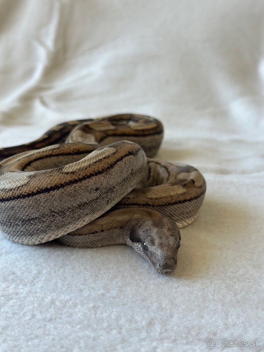 Boa constrictor | Veľhad kráľovsky - 2