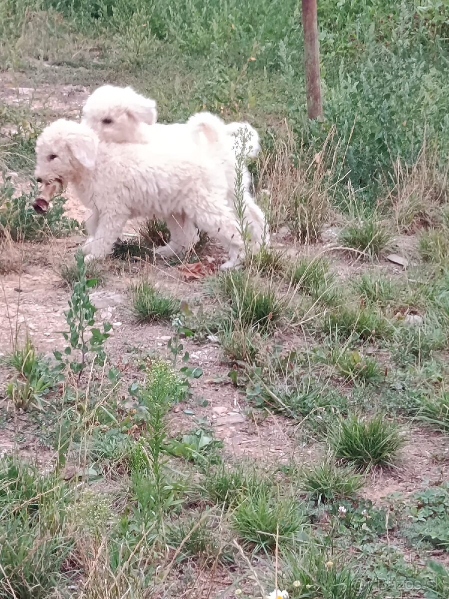 KOMONDOR ŠTENIATKA - 2