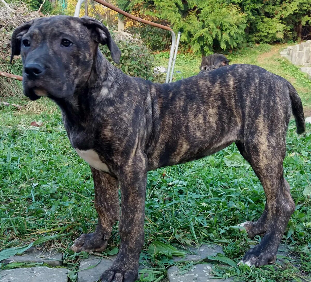 Presa Canario, Kanárska doga - 2