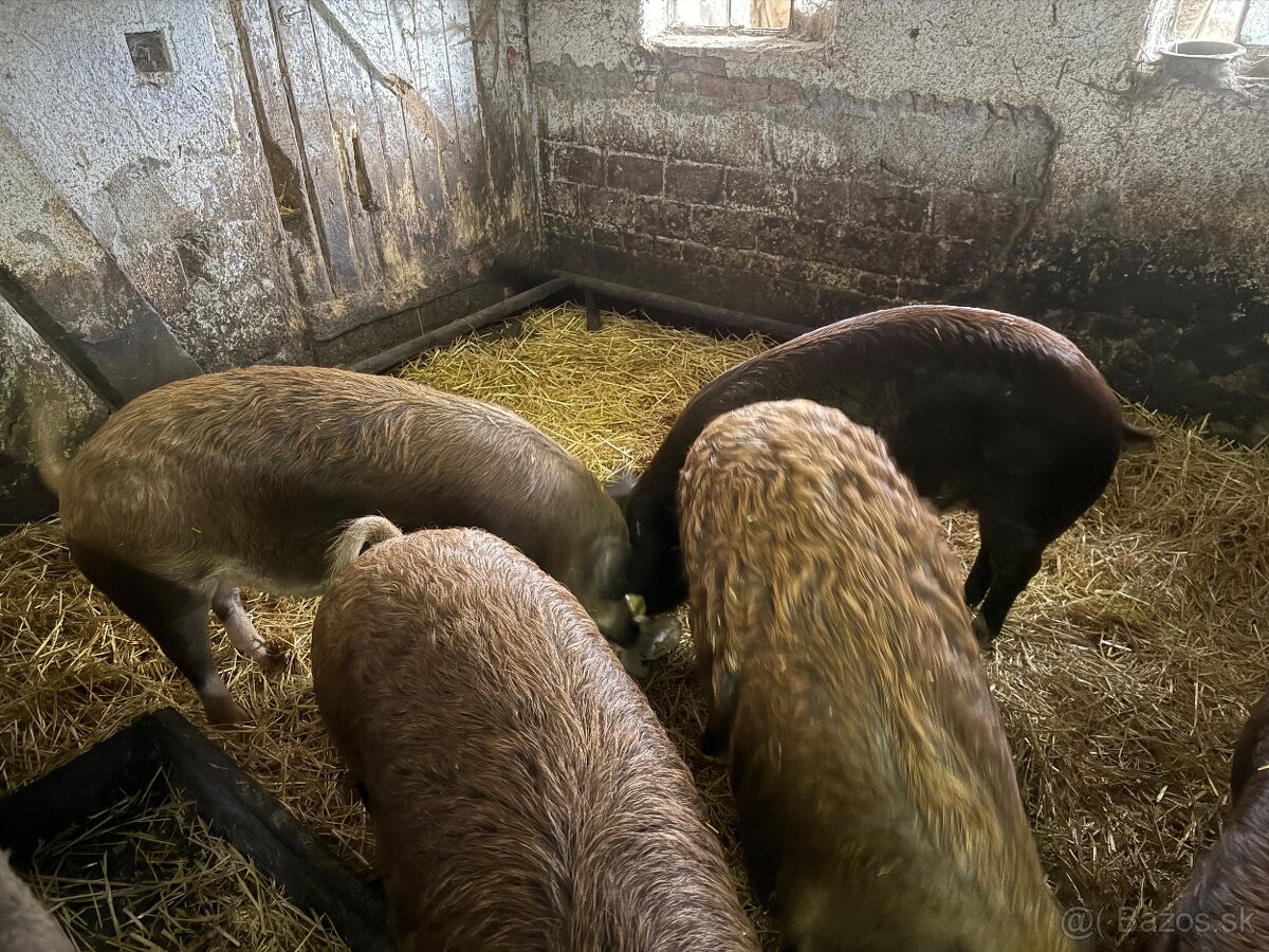 Predám kŕmniky mangalica x duroc v bio kvalite - 2