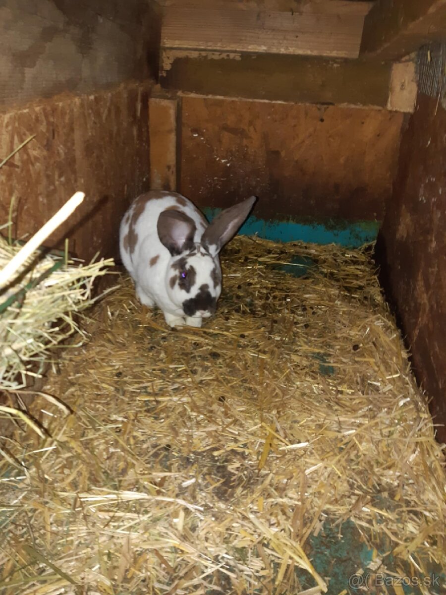 Predam samce dalmatinsky rex - 2