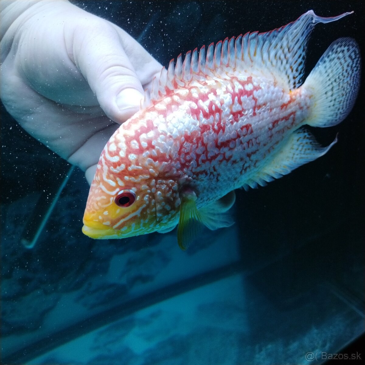 Flowerhorn fireman's dream samica - 2