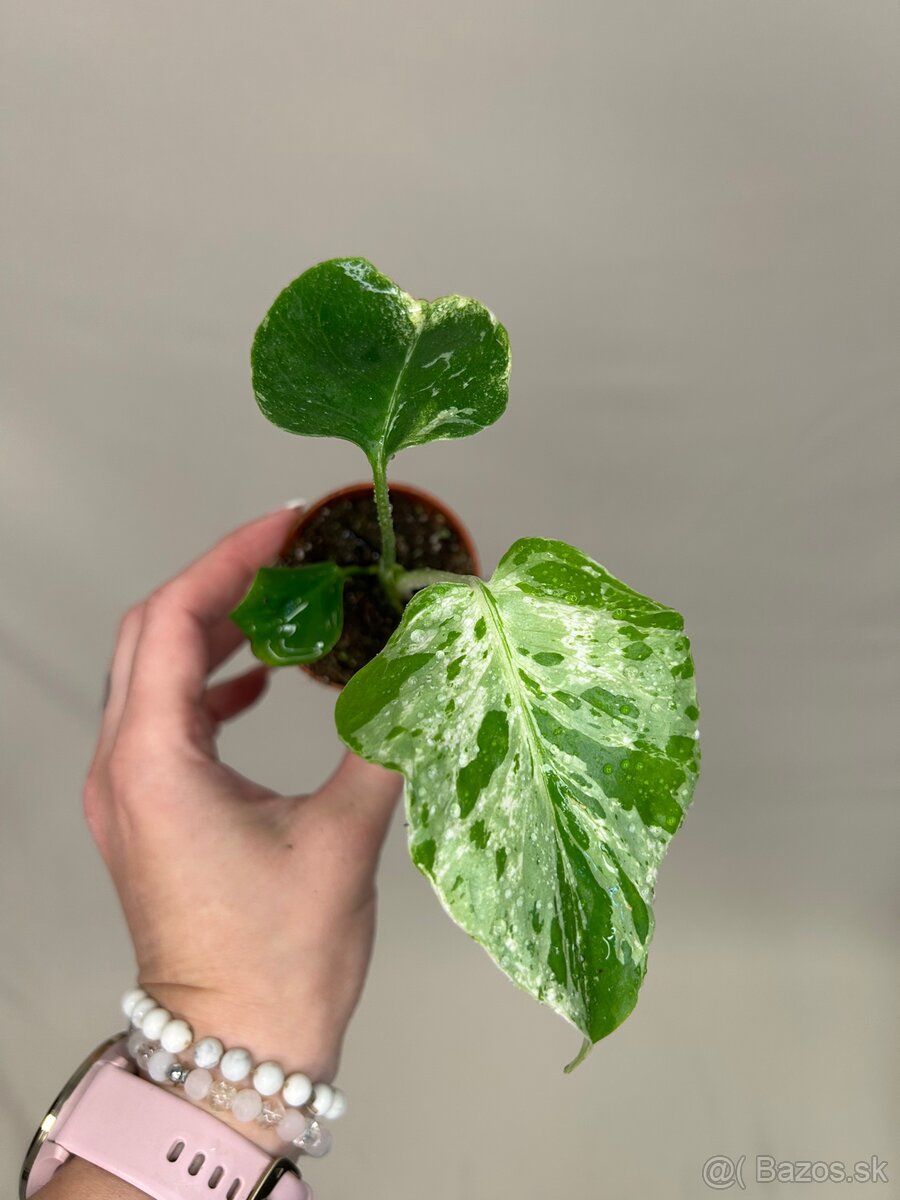 Monstera deliciosa ‚Bulbasaur‘ (baby) - 2