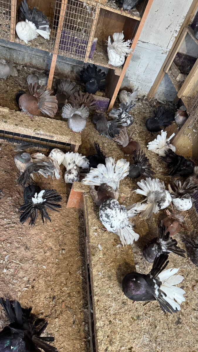 Holuby - Páviky - 2