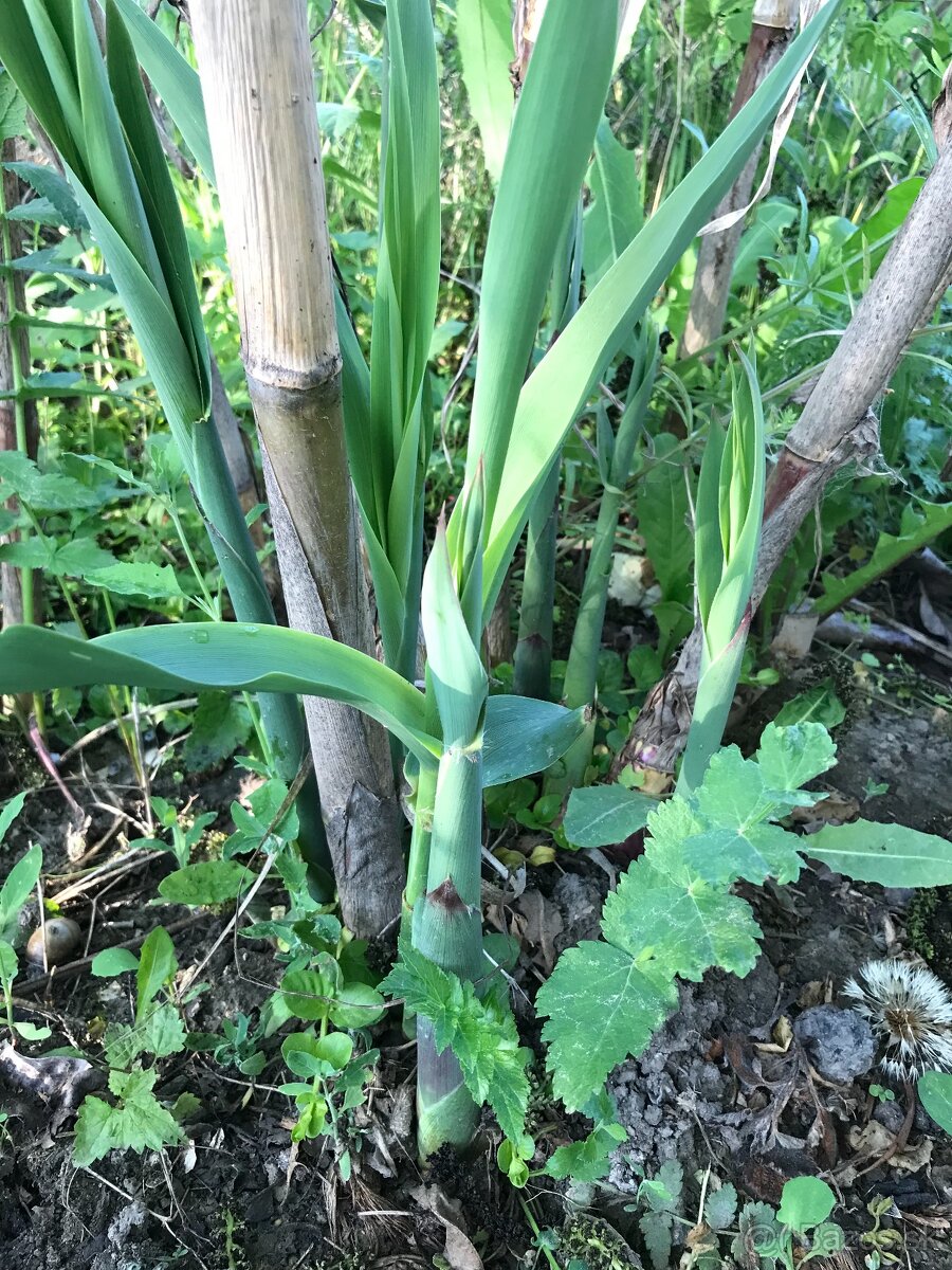 Predám BAMBUS, Bambusovú hľúzu - 2