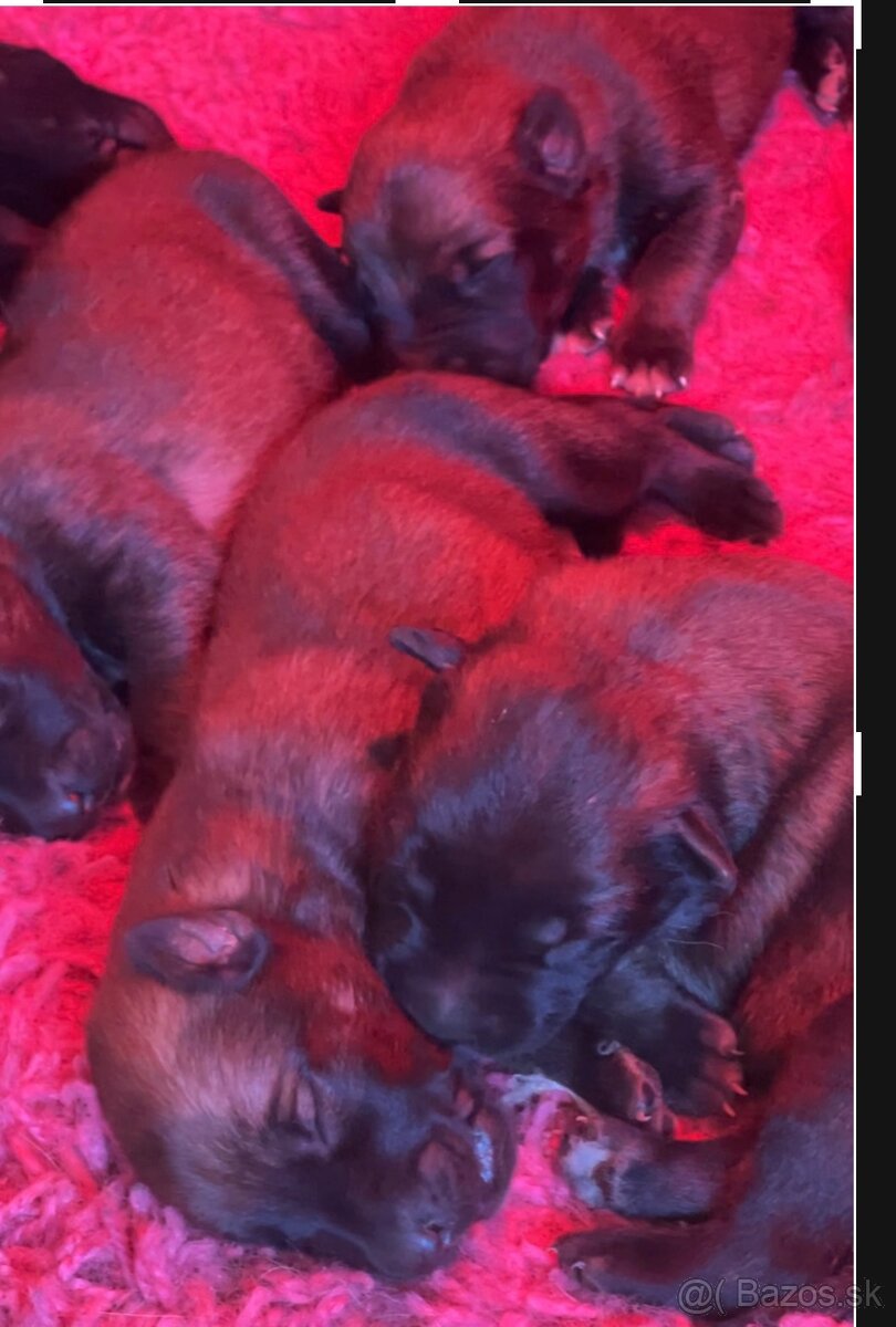 Belgicky ovčiak s PP - 2