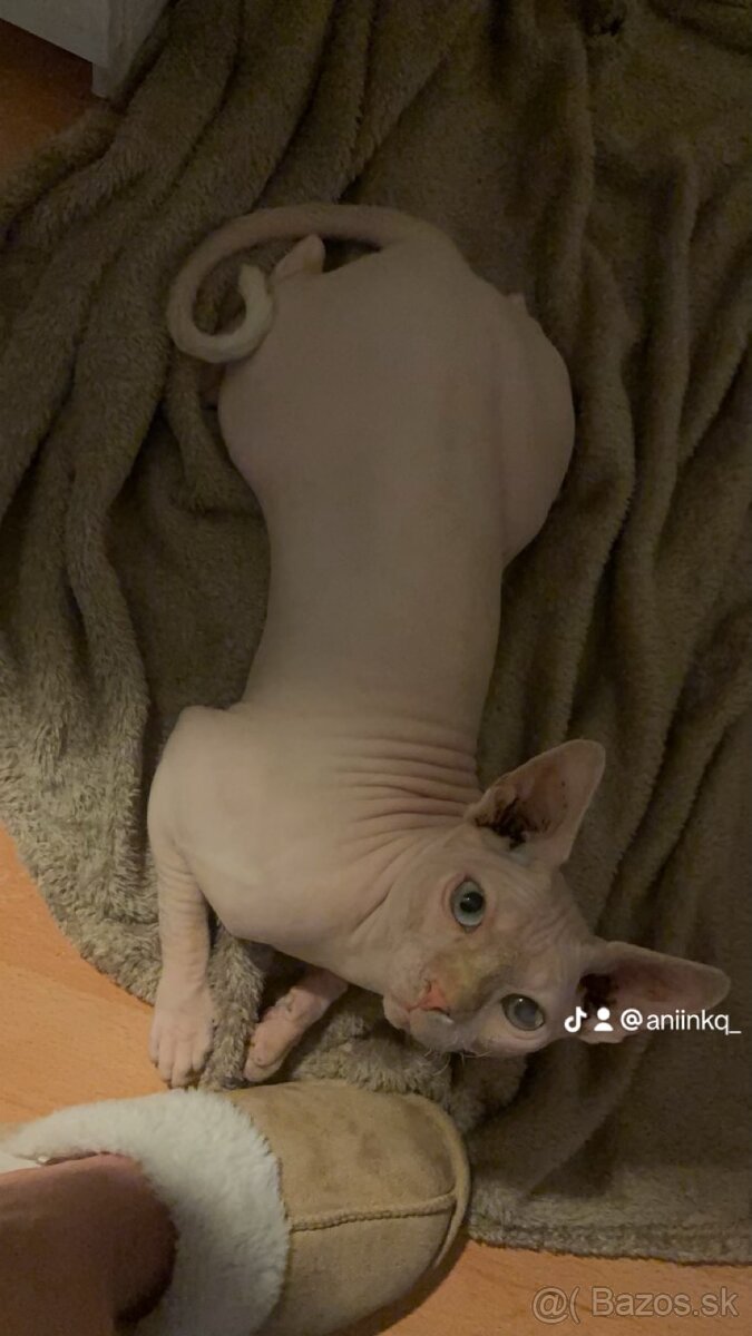 Sphynx kocúr - 2