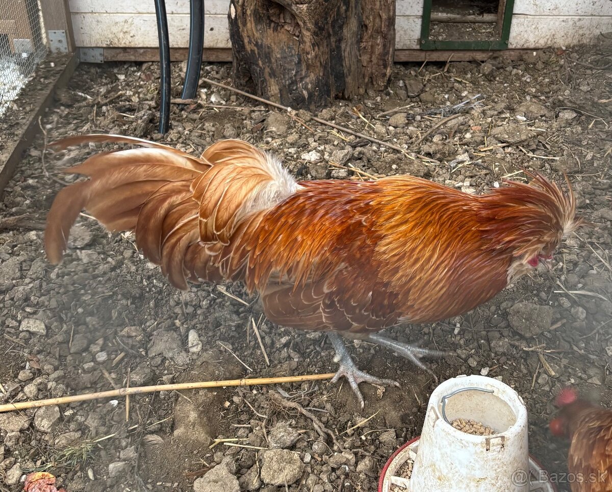 Darujem kohúta Paduánky - 2