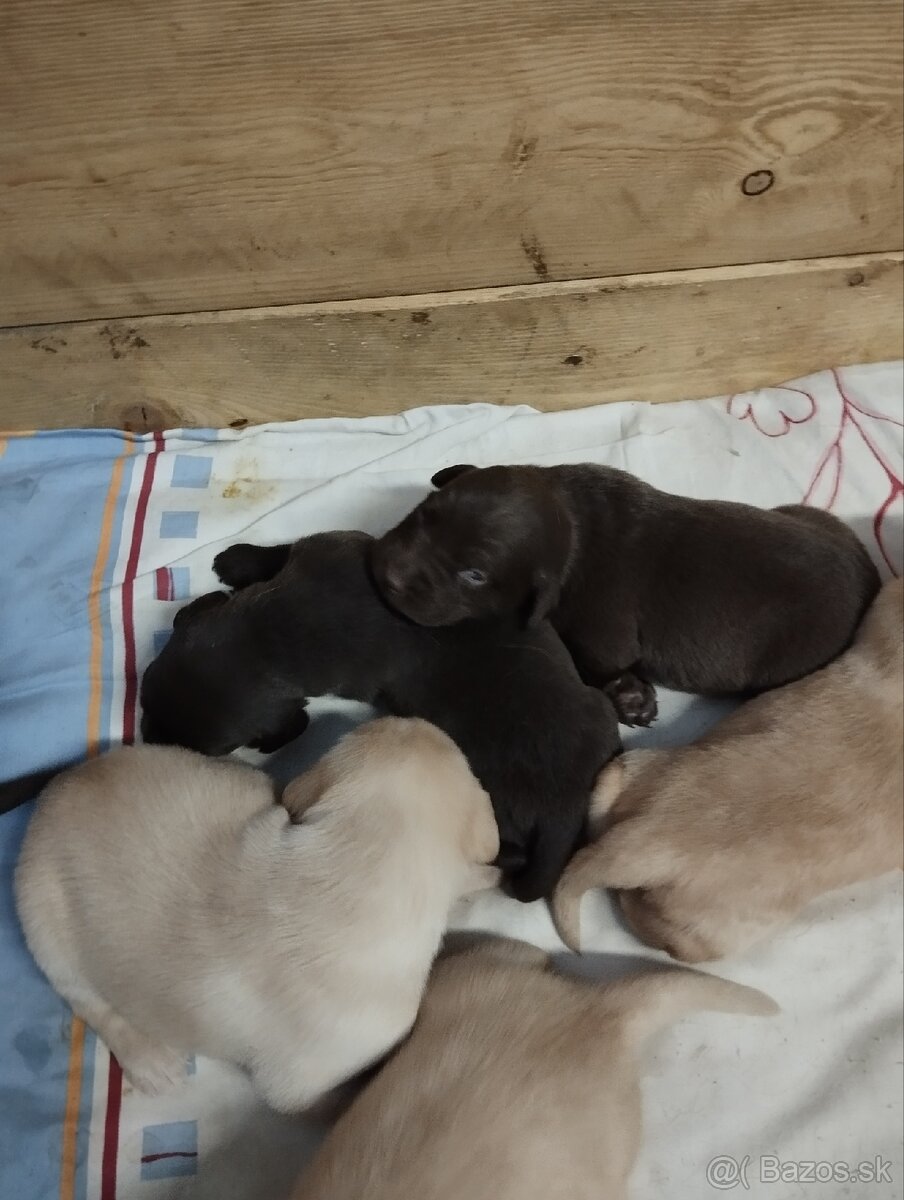 šteniatka Labradora - 2