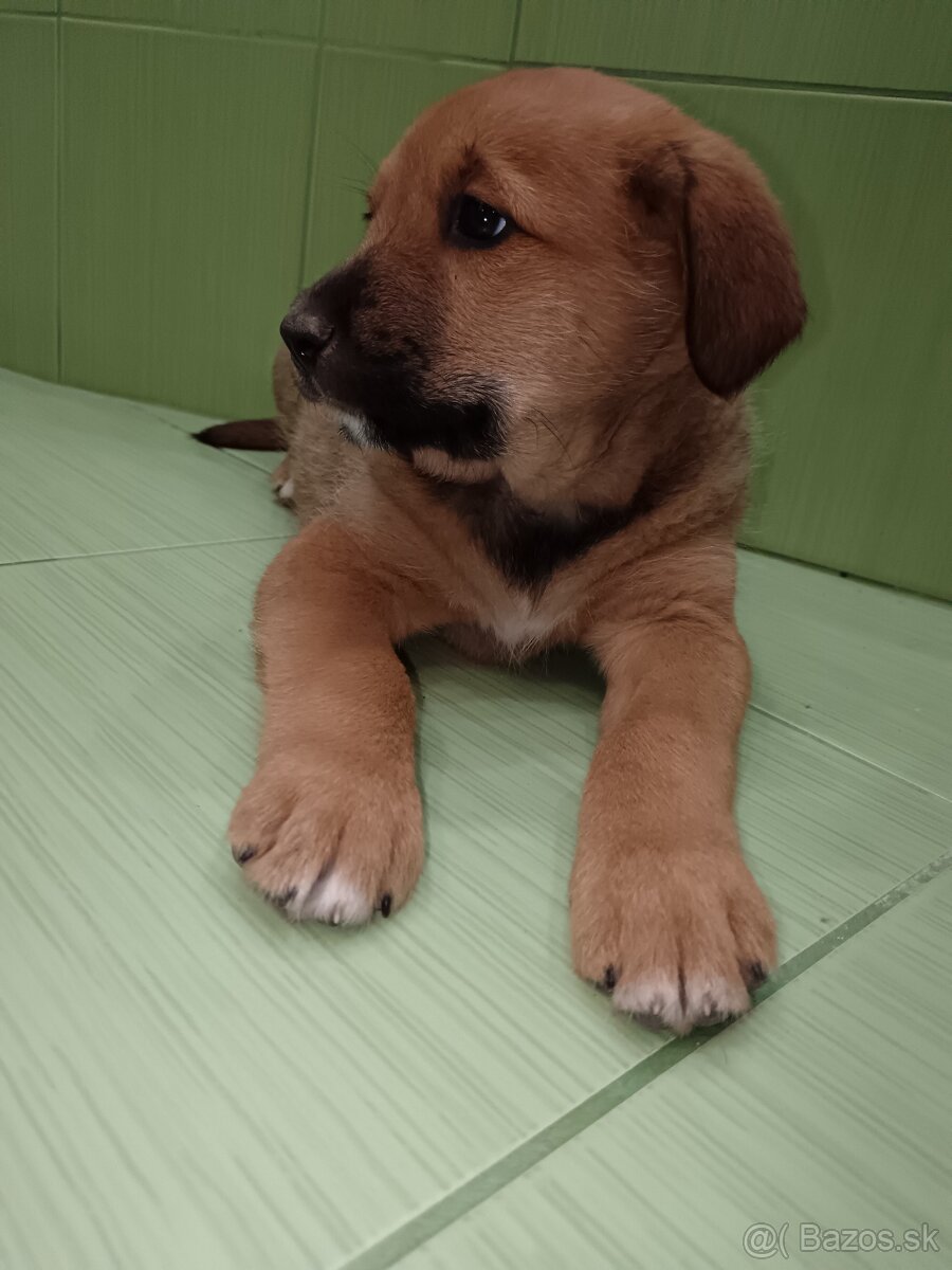 Šteniatka - mama Bernský salašnícky pes - 2