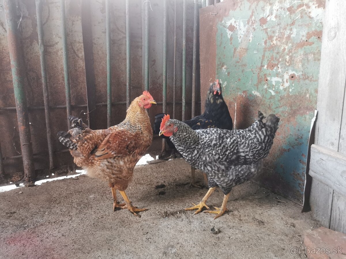 Predám mladých kohútov - 2