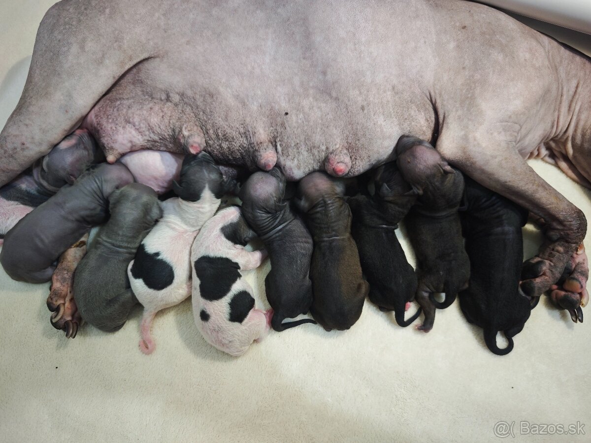 Americký bezsrstý teriér - 2