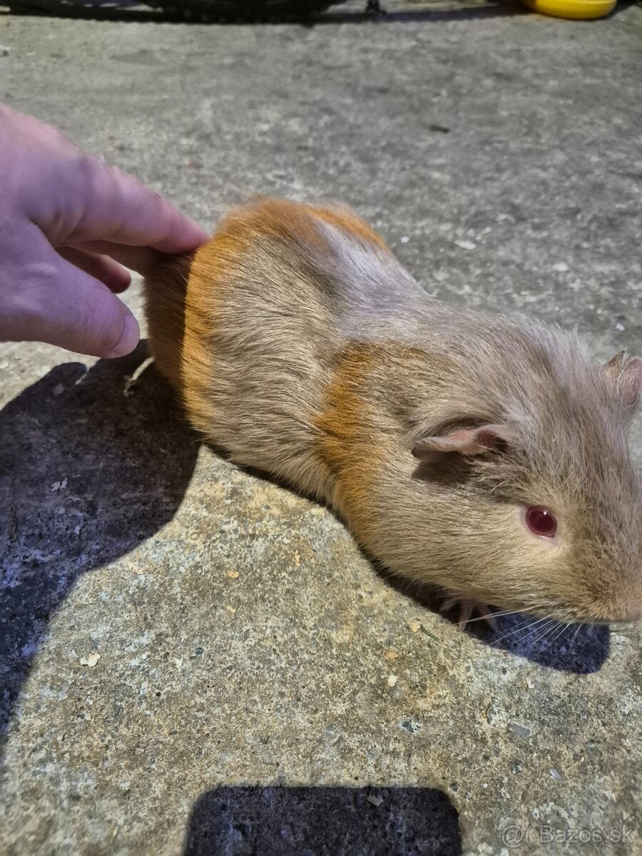 Mosrké prasiatko+voliéra - 2