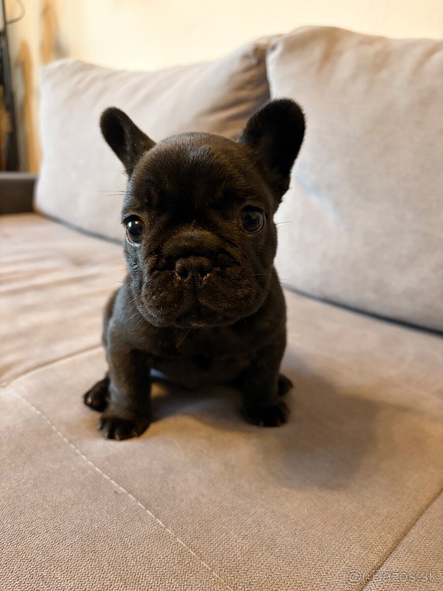 Francúzsky buldoček - 2
