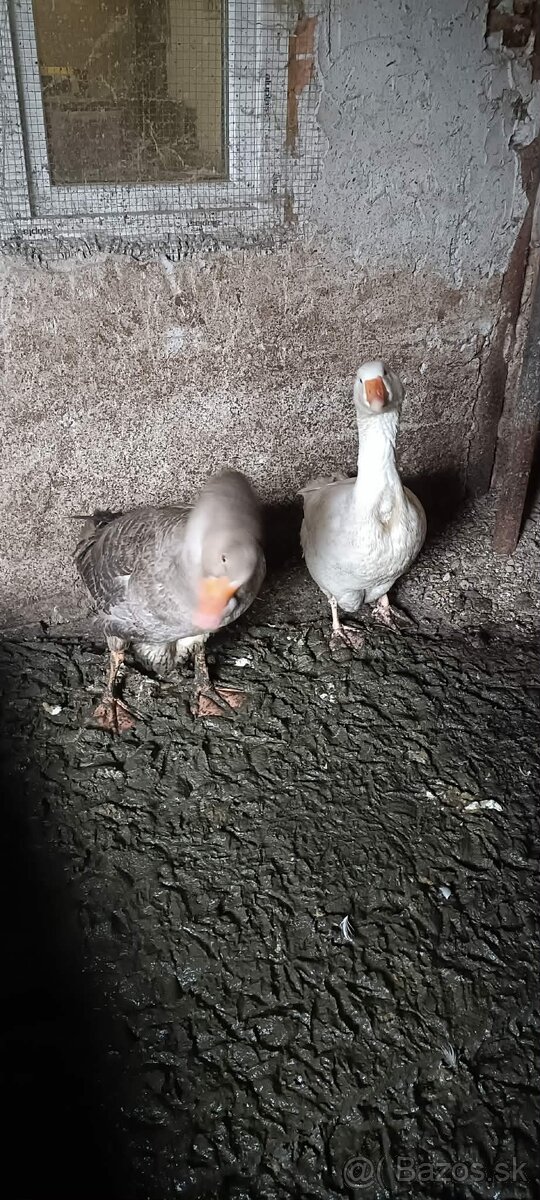 Predám párku husy 60 € - 2