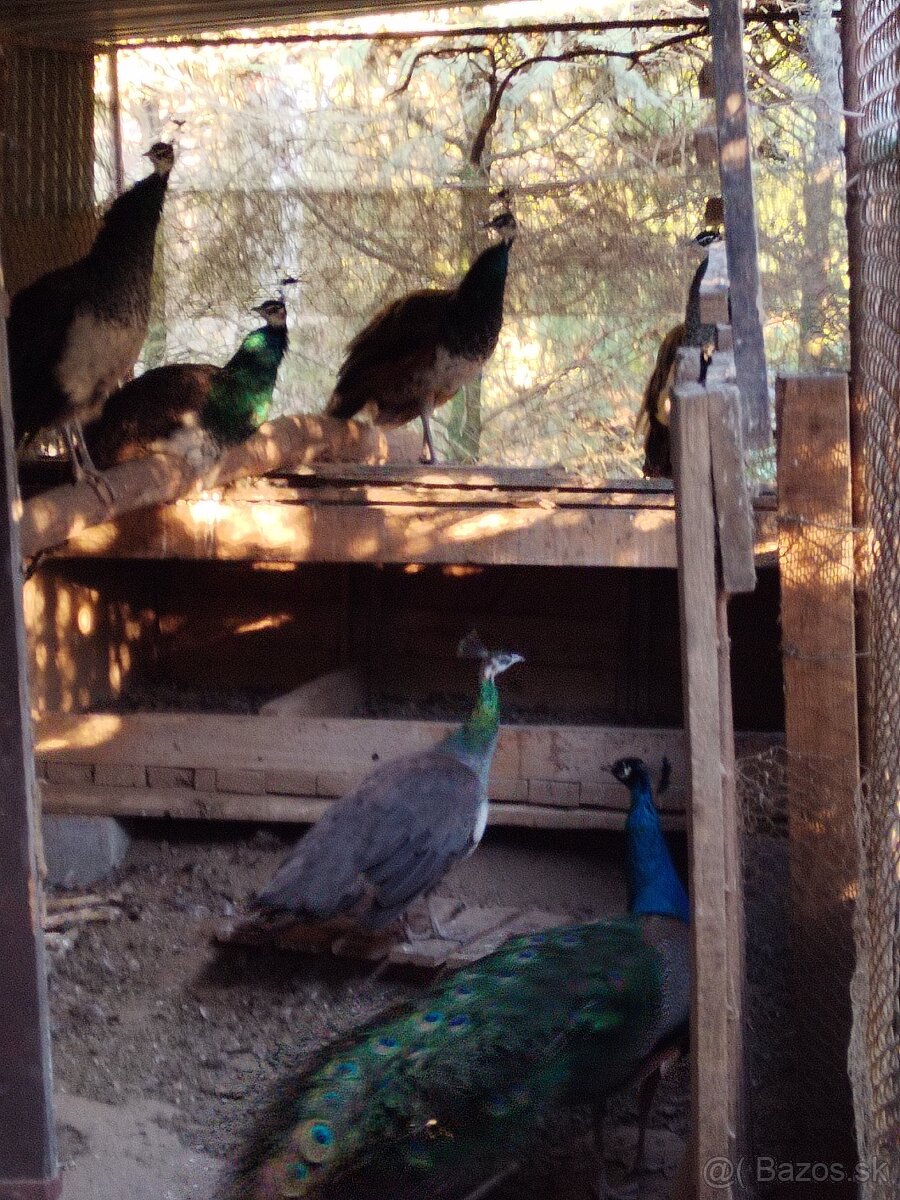 Predaj pávov - 2