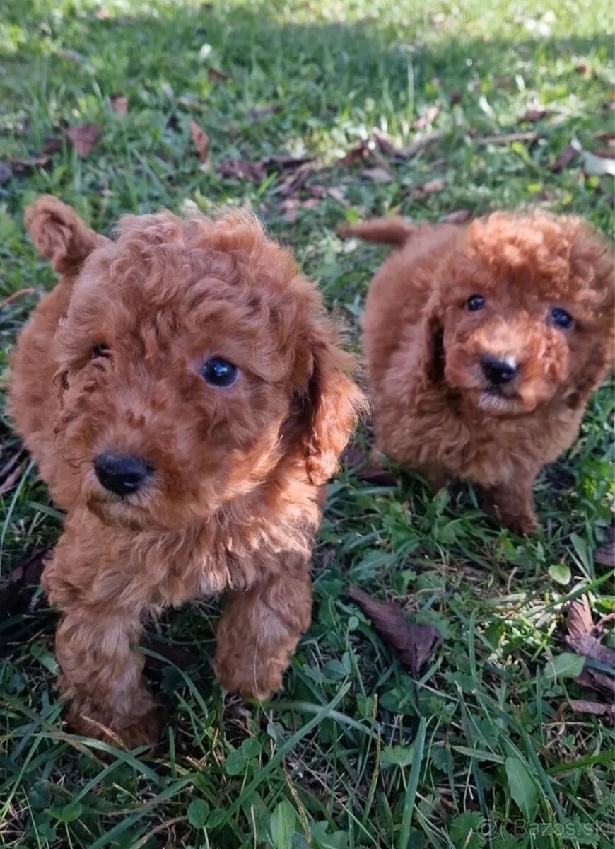 Pudel red , pudlik - 2