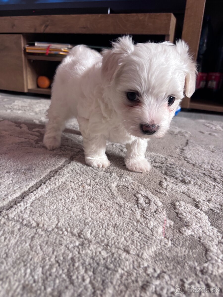 Maltézsky psík - 2