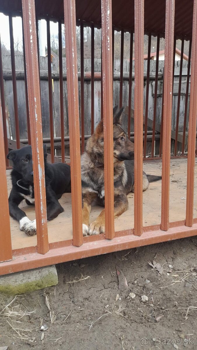 Darujem šteniatka - 2