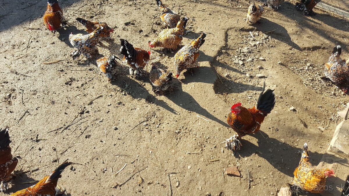 Kohút liliputky - 2