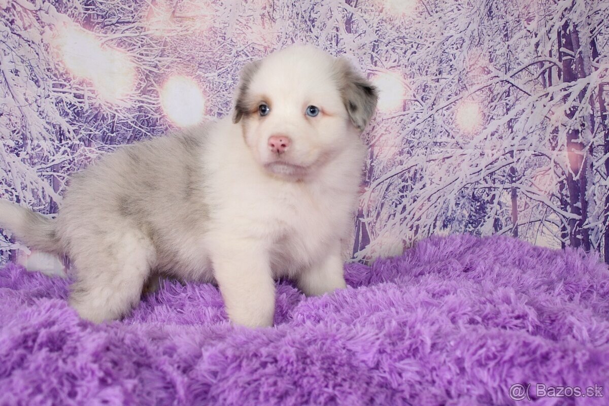 Austrálsky ovčiak sučka - 2