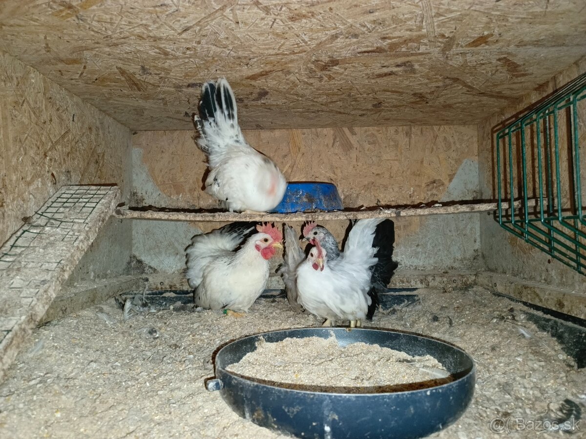 Predám kohutov Japonky chabo - 2