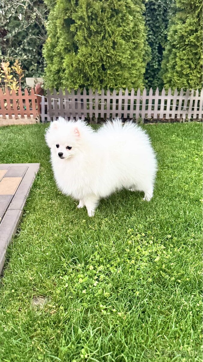 Pomeranian fenka - 2