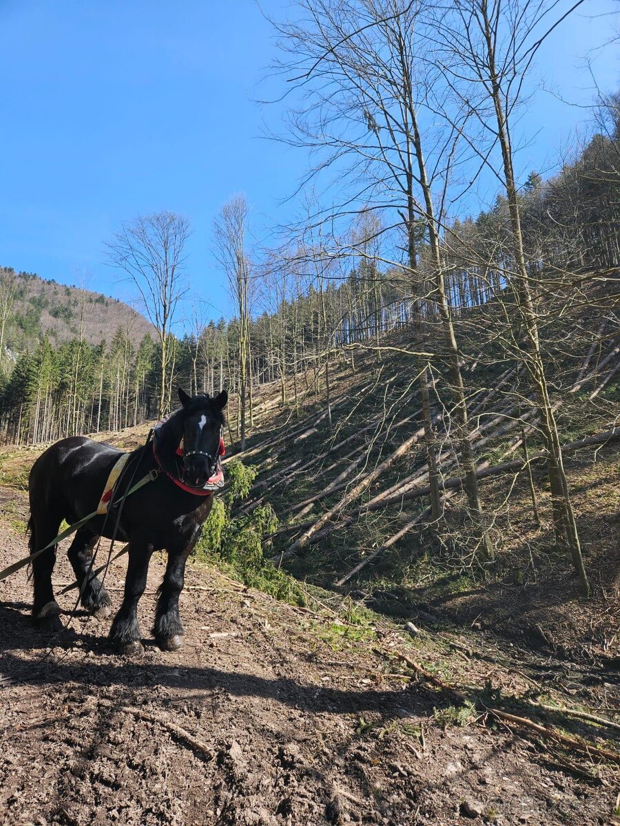 Predám ťažného Žrebca - 2