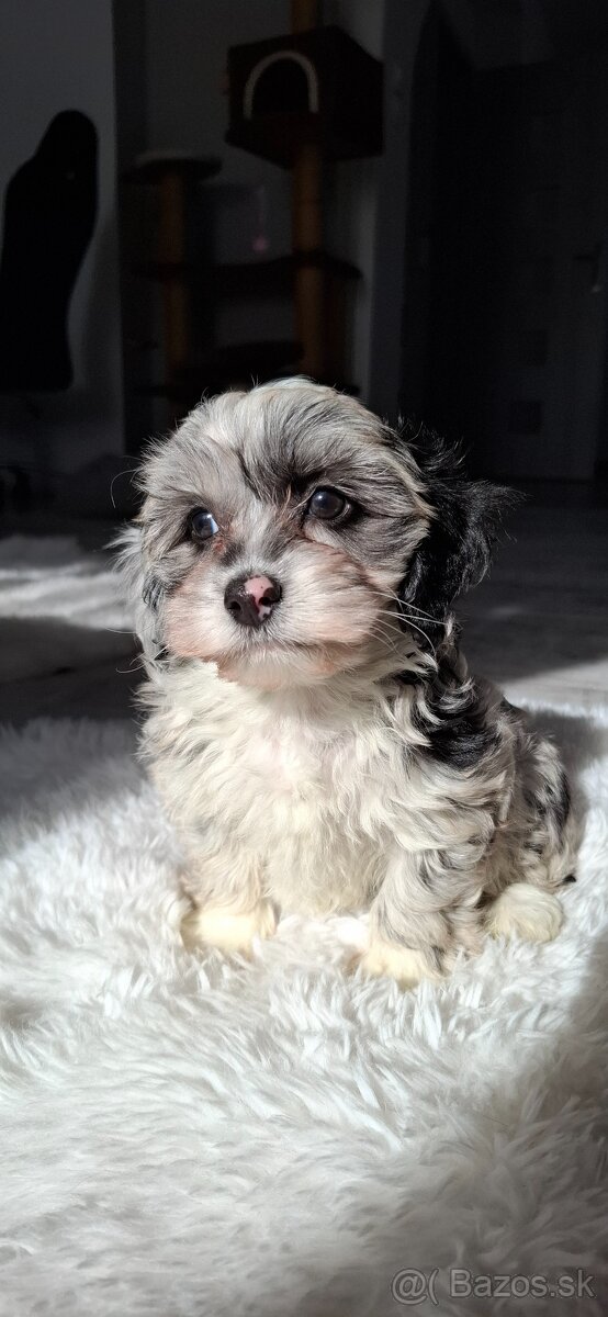 Maltipo,Maltipoo - 2