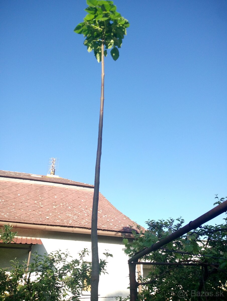 Paulownia Shang Tong - 2