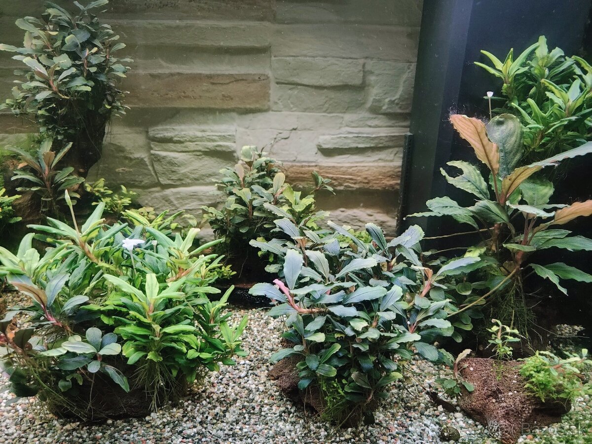 Predám rastlinky Bucephalandra - 2