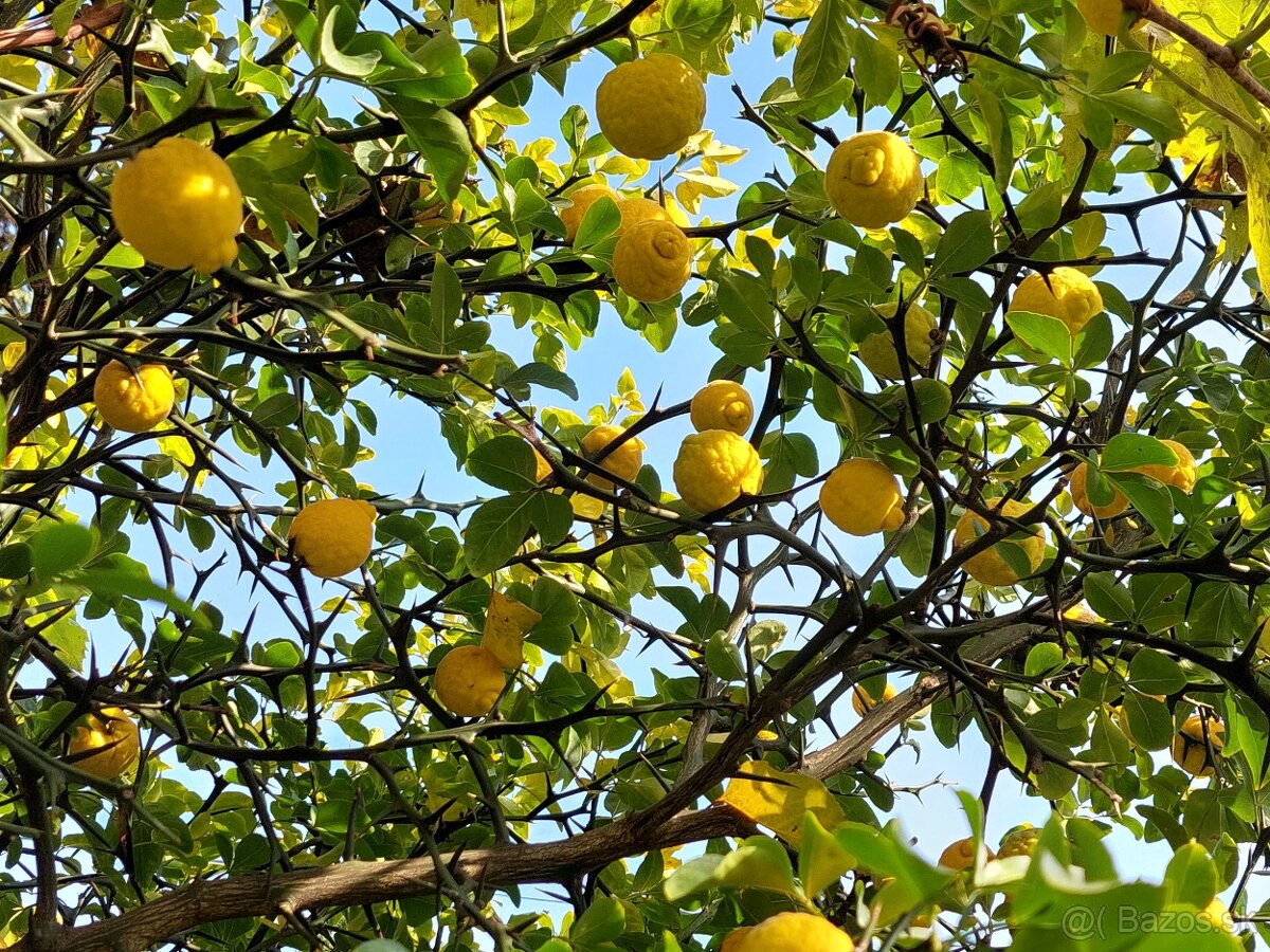 Sadenice mrazuvzdorného citrusu - 2