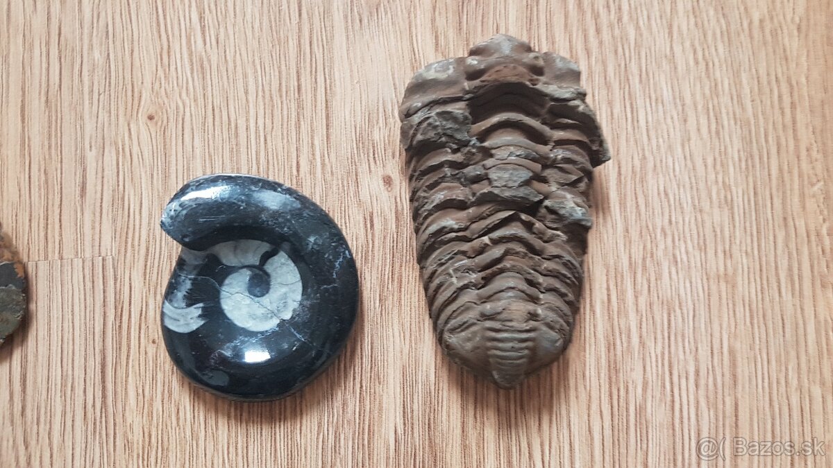 Skameneliny + amonit miska - 2