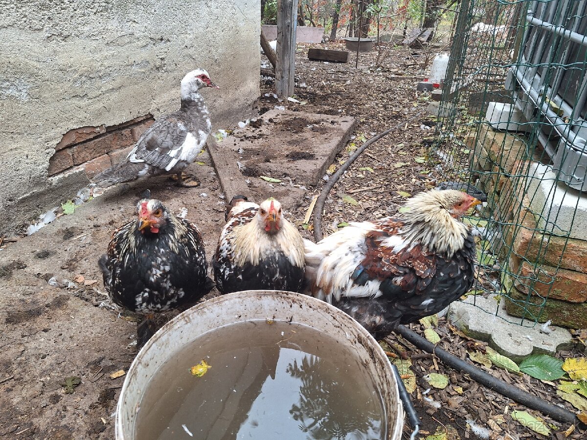 Predam kohutov miesanych Brahman - 2