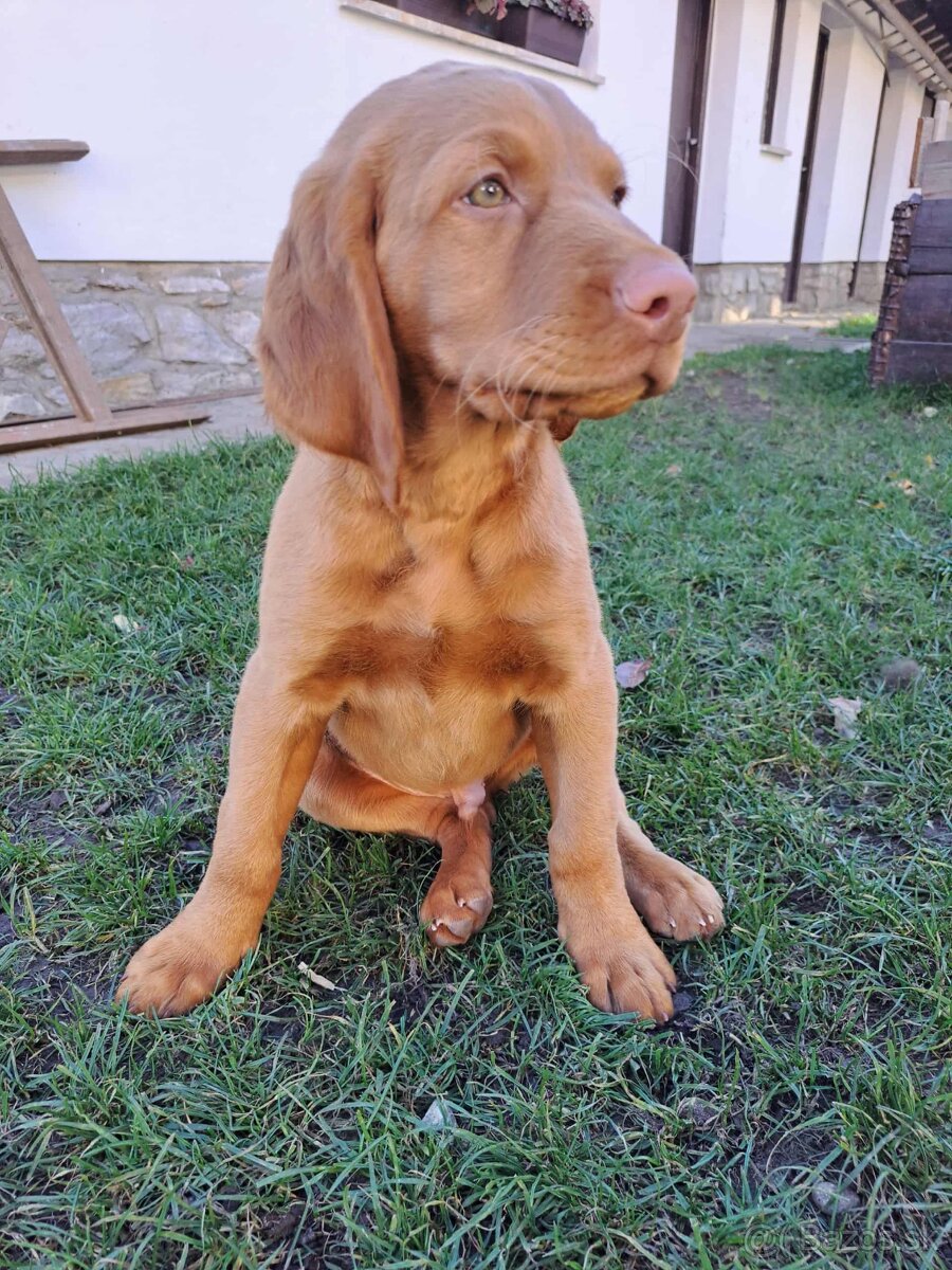 Predaj - šteniatko Maďarská vyžla - 2