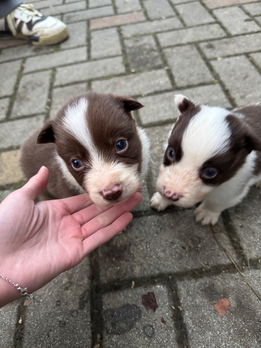 Predám border kólia šteniatka - 2