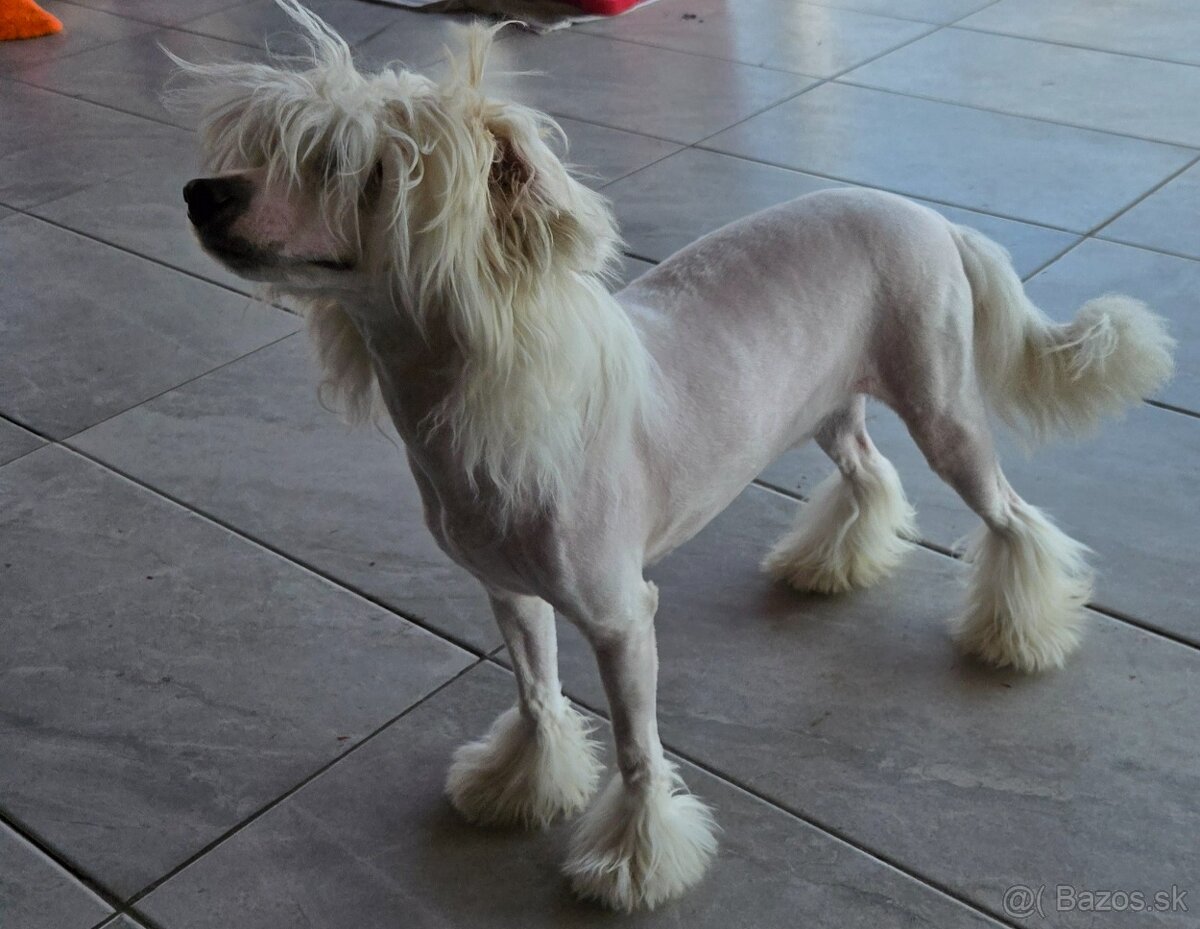 Čínsky chocholatý pes s PP - 2