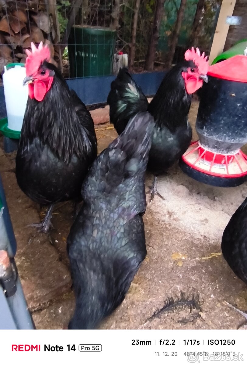 Kohút Australorpka - 2