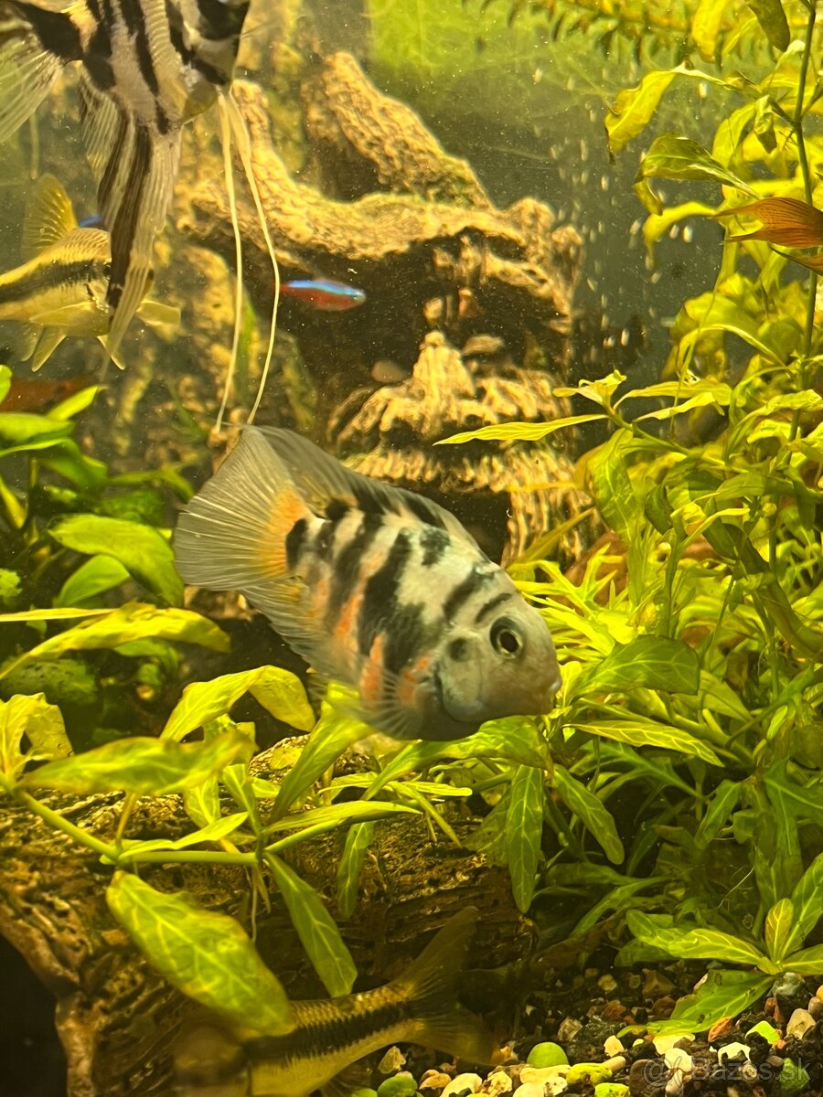 Predám mladé rybičky - 2