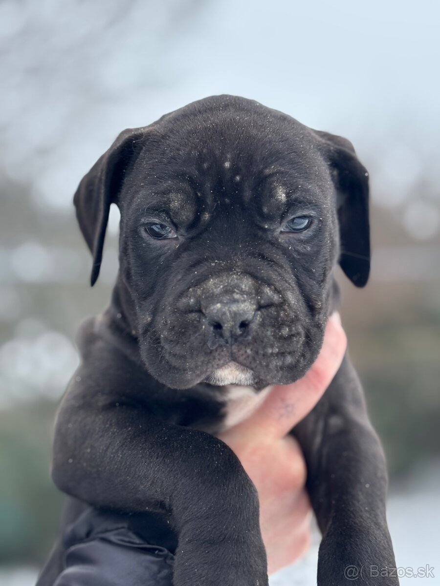 American bully xl - 2