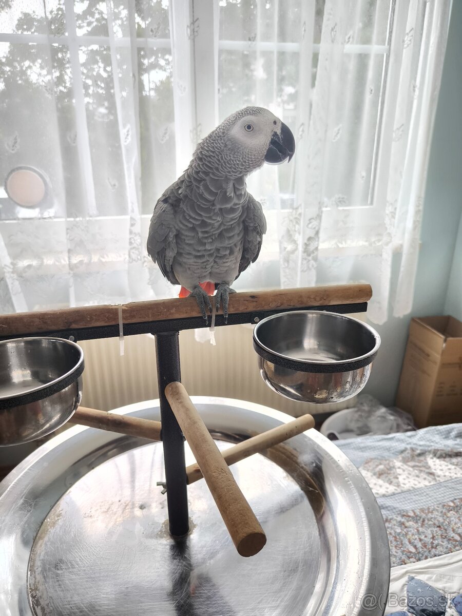 Žako papagáj šedý - 2