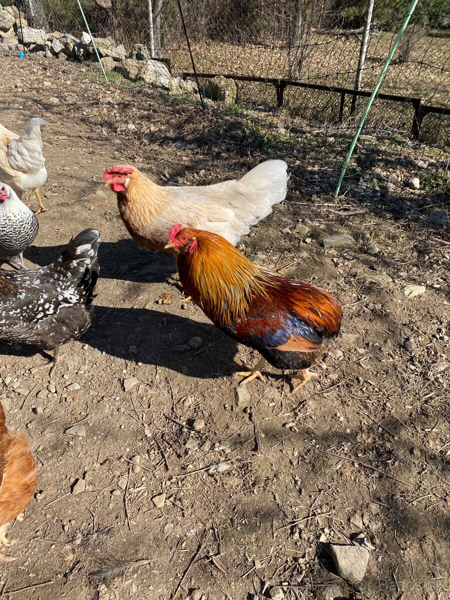 Mladý kohút Arakauna - 2