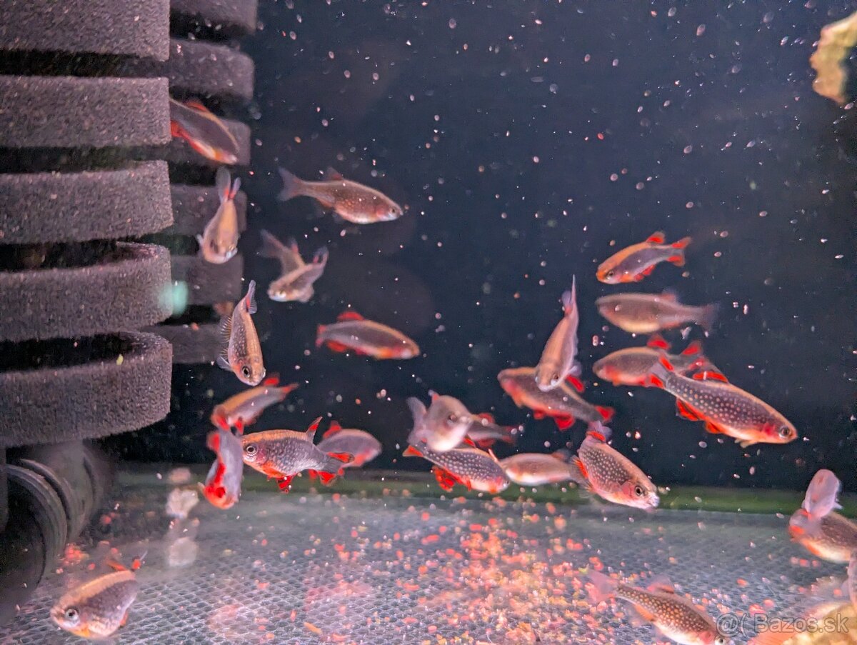 Razbora galaxy - Danio margaritatus - 2