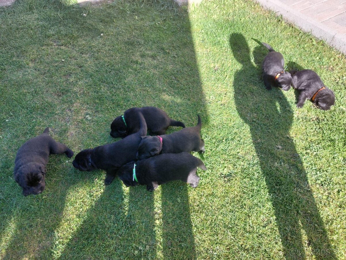 Čierny Labrador - 2