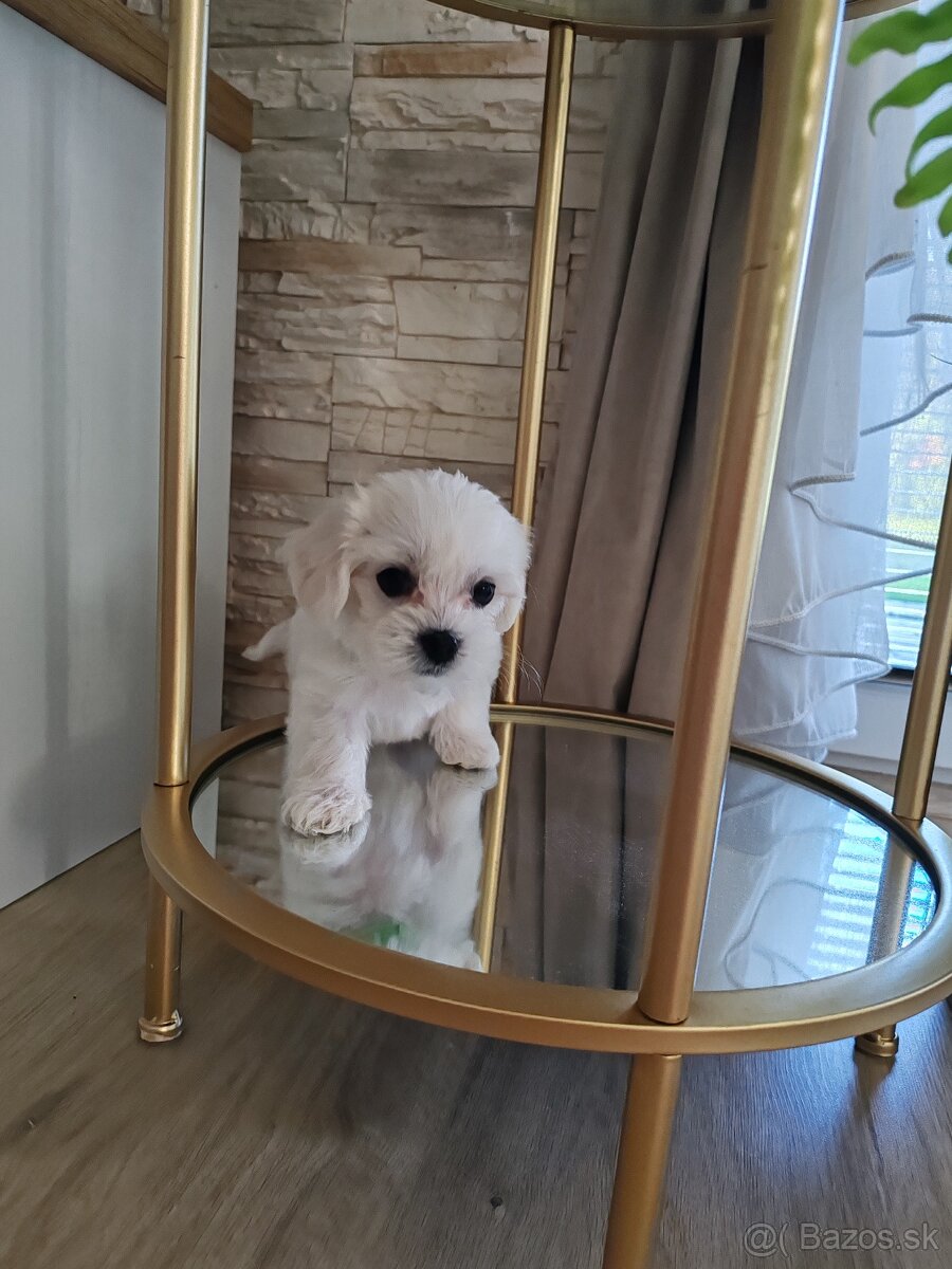 Maltezák šteniatko - 2