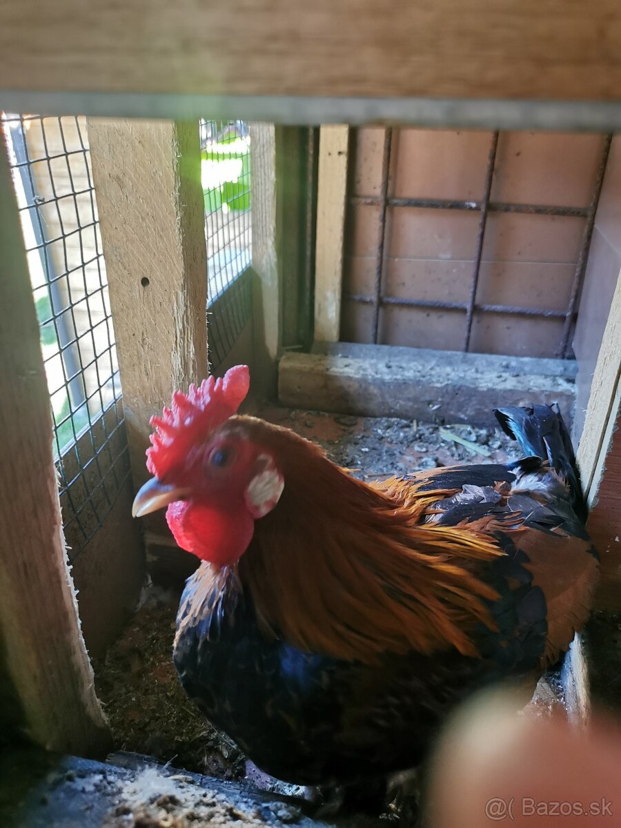 Liliputy kohúty - 2