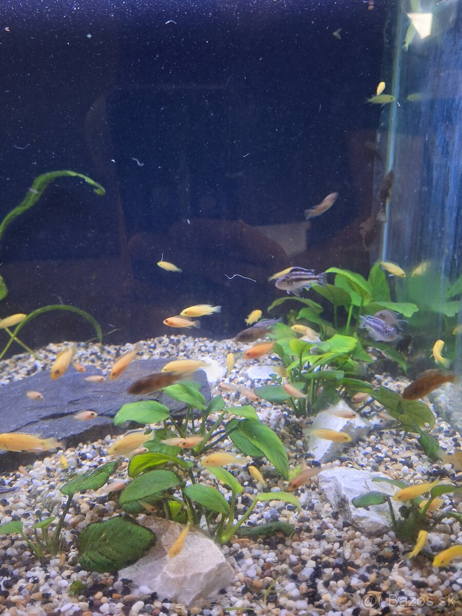 Africké cichlidy a rastlinky - 2